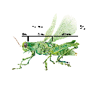 Show Grasshopper Image