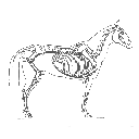 Show Horse skeleton Image