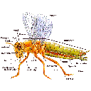 Show Insect Anatomy Image
