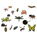 Show Invertebrates 3 Image