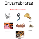 Show Invertebrates Image