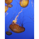 Show Jellyfish Image