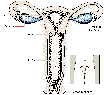 Organo sexual femenino