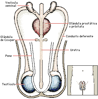 Organo sexual masculino