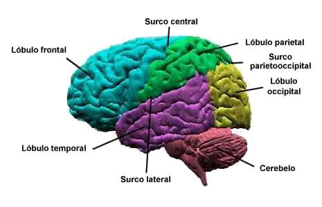 La corteza cerebral. El lóbulo occipital se halla en la parte posterior del cerebro