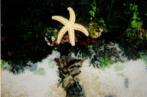 Estrella de mar y algas