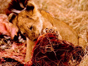 León comiendo