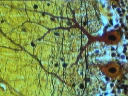 Neuronas de cerebelo de mamífero