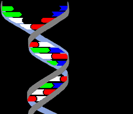 El DNA. Tomada de www.biotech.bioetica.org