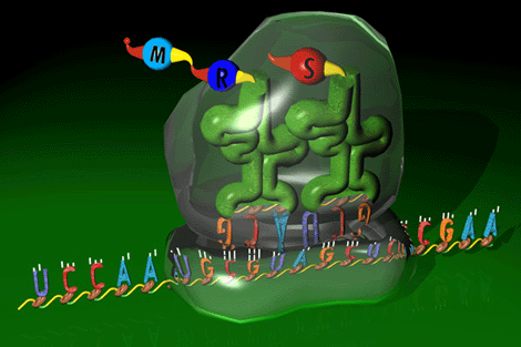 Representacin artstica de un ribosoma en pleno proceso de traduccin. Tomada de www.expasy.org