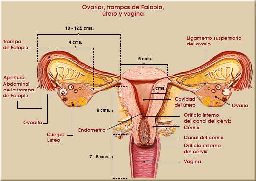 Aparato reproductor femenino. rganos genitales internos