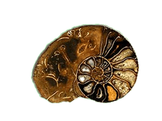 Ammonites piritizado