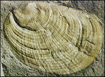 Molusco bivalvo. Tomada de www.ammonite.free-online.co.uk