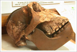 Cráneo de Australopitecus. Banco de imágenes del ISFTIC