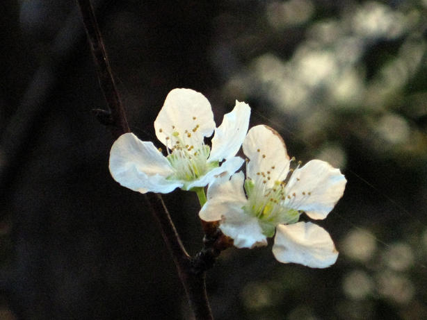 Prunus_domestica2_.jpg