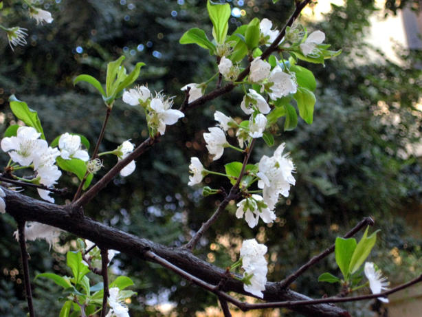 Prunus_domestica3_.jpg