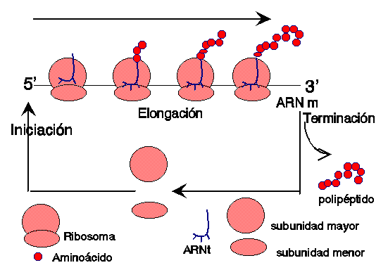 Síntesis De Proteínas 3797