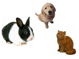 Conejo, perro y gato
