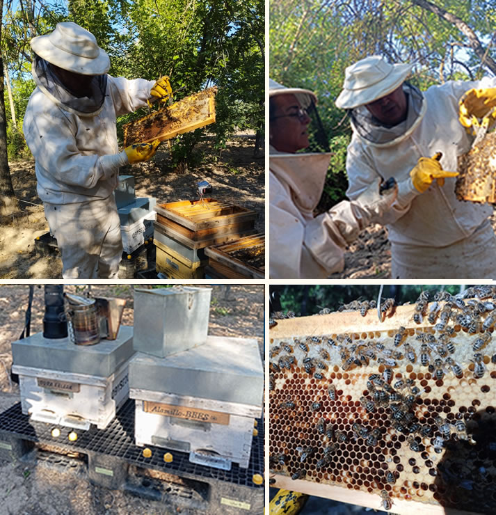 El Alamillo extrae las primera miel de las colmenas instaladas en el parque