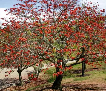 Árbol del Parque Botánico José Celestino Mutis