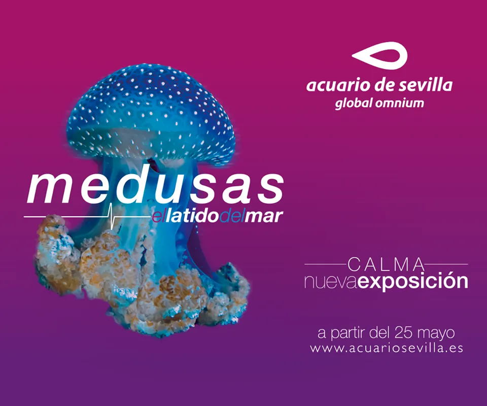 medusas2.png