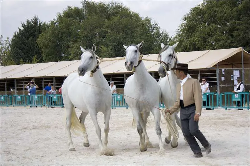 concurso_morfologico_de_caballos_de_pura_raza_espanolaciaph.jpg