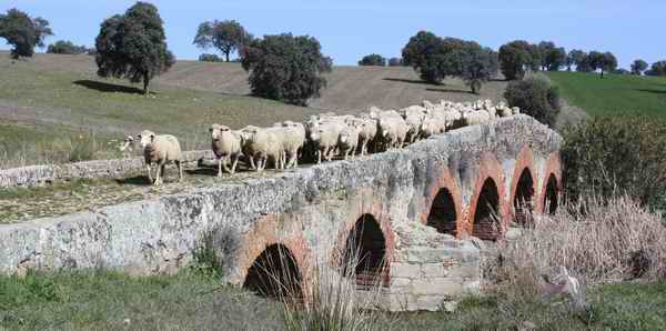Movimiento pecuario