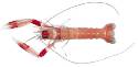 Enlace cigala (Nephrops norvegicus)