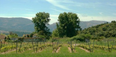 Plantaciones experimentales. Viñas madre