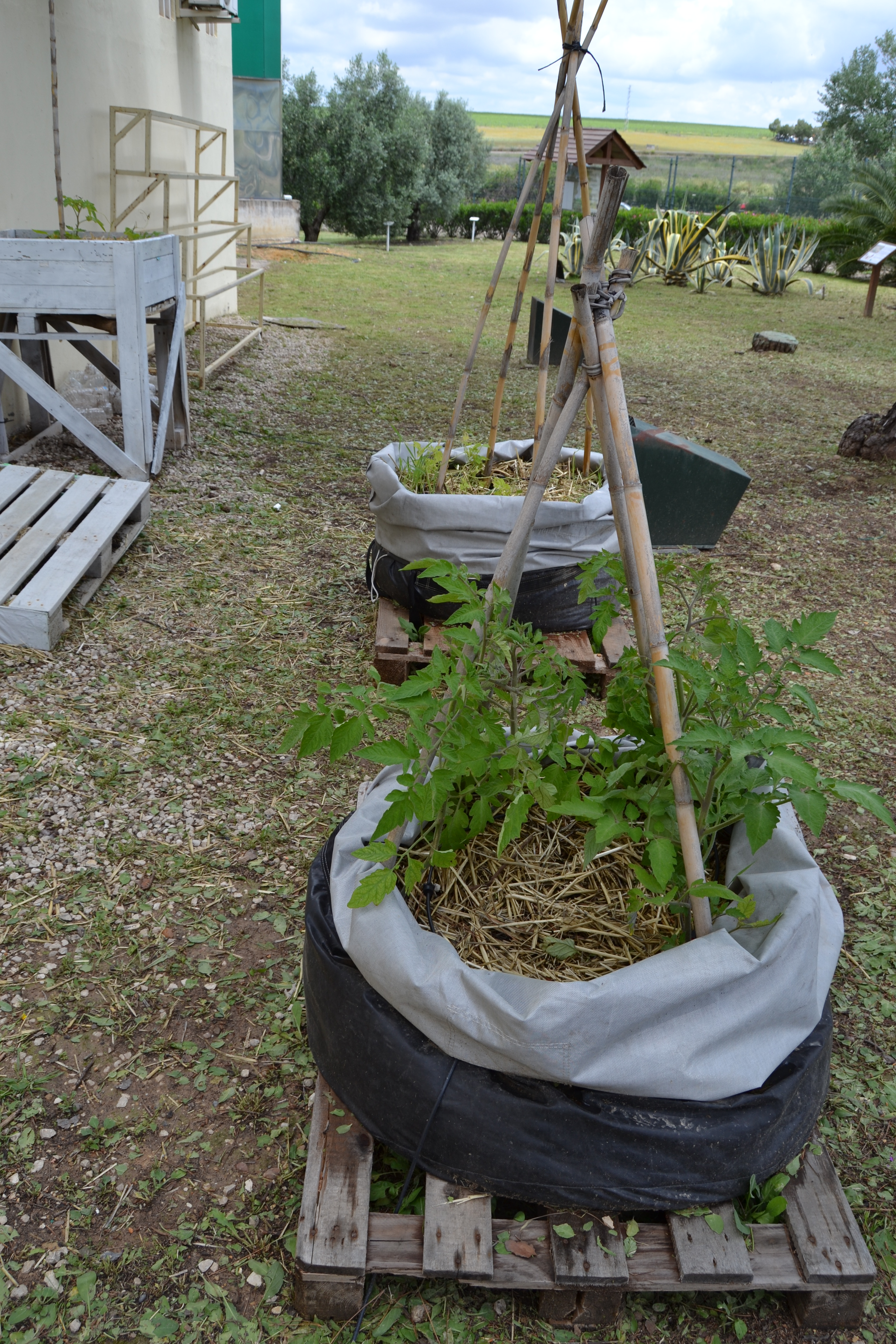 sacos de cultivo en macrto huerto
