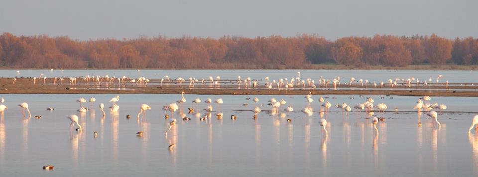 flamencos