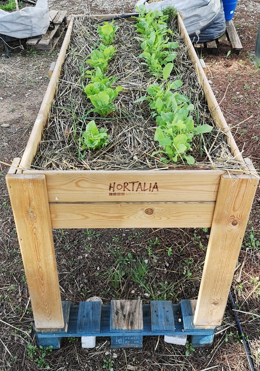 maceto huerto hacienda de quinto