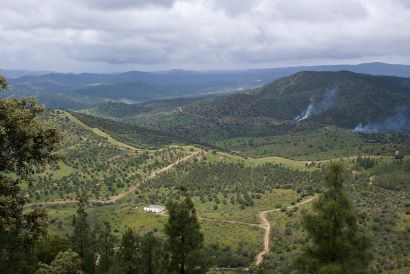 Pastizal con encinas jóvenes dispersas tras las que aparece una repoblación de pinos. En tercer plano se observan unas lomas.