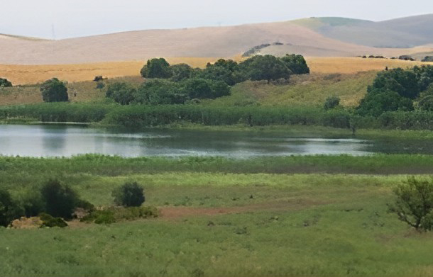 Laguna de la Reserva Natural Complejo Endorreico de Espera en primer plano y alomado de fondo con franja de vegetación herbácea y matorral.