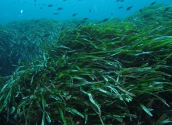 Posidonia oceanica