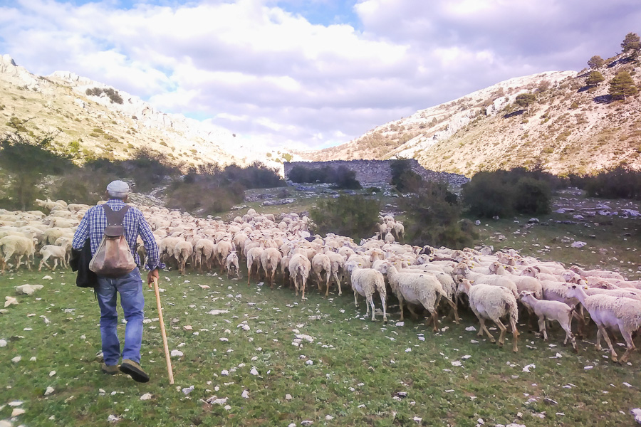 Pastor dirigiendo a su rebaño de ovejas en un pequeño prado de zona montañosa.