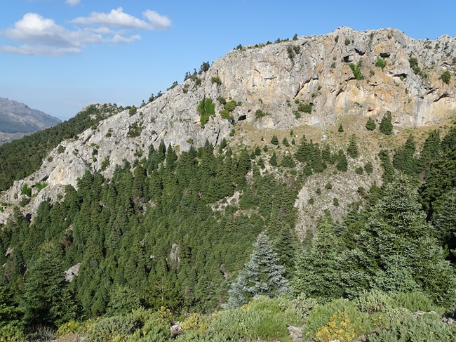 Ladera de montaña cubierta de bosques de pinsapos. Juan José Jiménez