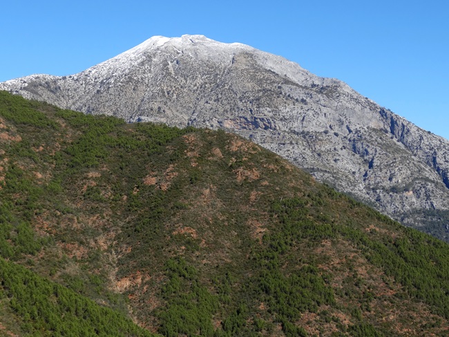 Ladera de montaña cubierta de bosques de pinsapos. Rafael Haro