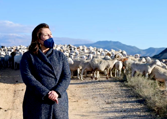 Ampliar imagen: Consejera Carmen Crespo junto a un rebaño de ovejas