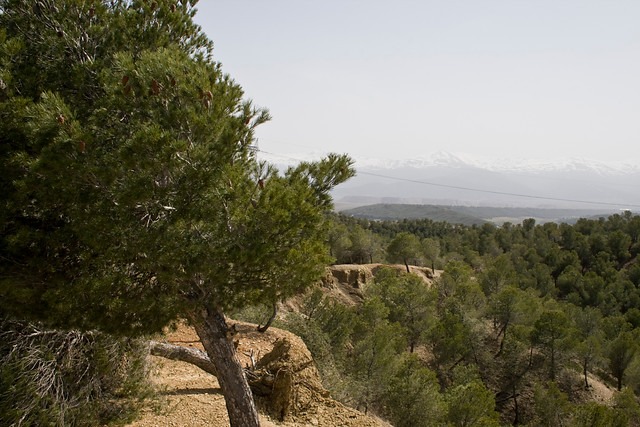 Ampliar imagen: bosque de coníferas en una ladera con las cumbres nevadas de Sierra Nevada al fondo.