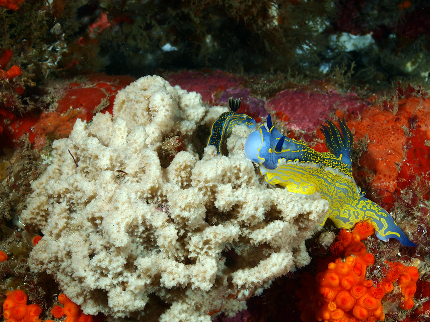 Ampliar imagen: Nudibranquios de la Isla de Tarifa