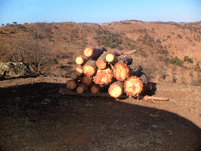 Imagen ilustrativa pilas de troncos como cebo de perforadores