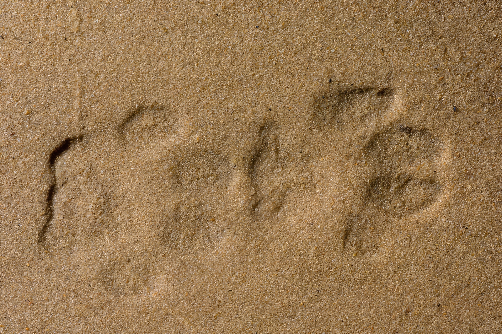 Ampliar imagen: dos huellas de lince sobre la arena
