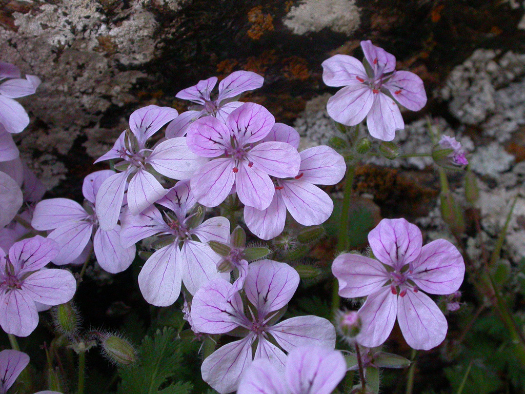 Abrir ficha de la imagen. Jardín Botánico 'Hoya de Pedraza': Erodium rupicola