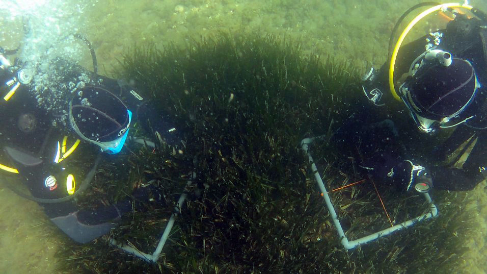 Voluntariado. Posimed (Praderas de Posidonia) XI