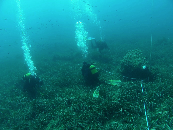 Voluntariado. Posimed (Praderas de Posidonia) V