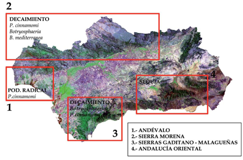 Distribución de los focos de Seca sobre masas de Quercus sp. en Andalucía según el inventario realizado por la Consejería  en el año 1999