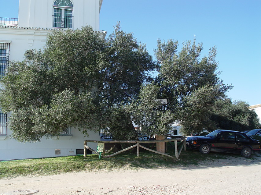 Ampliar image: gran árbol protegido por una valla de madera y situado al lado de una edificación