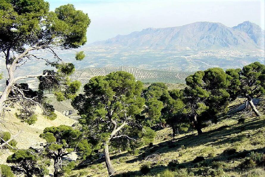 Ampliar imagen: Fotografía de un pinar en una ladera de una colina con montañas al fondo y cielo con nubes