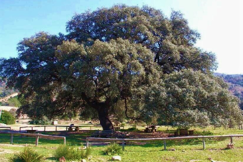 Ampliar imagen: Fotografía de un gran árbol frondoso sobre campo verde y una pequeña colina al fondo, cielo azul